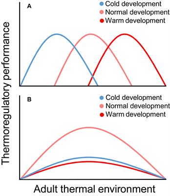 Lifelong Effects of Thermal Challenges During Development in Birds and Mammals